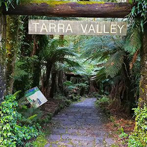  Cyathea Falls, Tarra Valley 