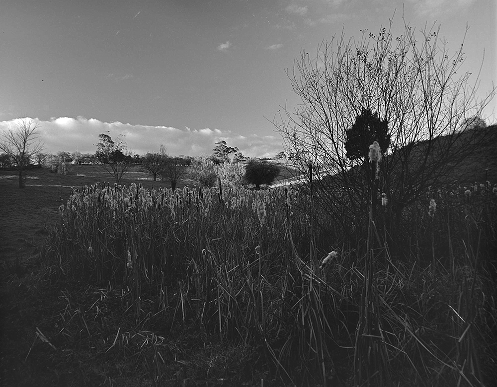 Grassland, downstream along the creek